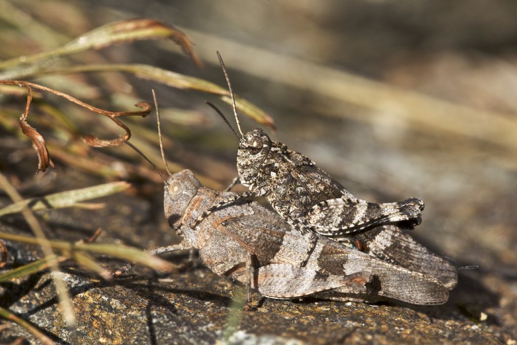 Oedipoda caerulescens